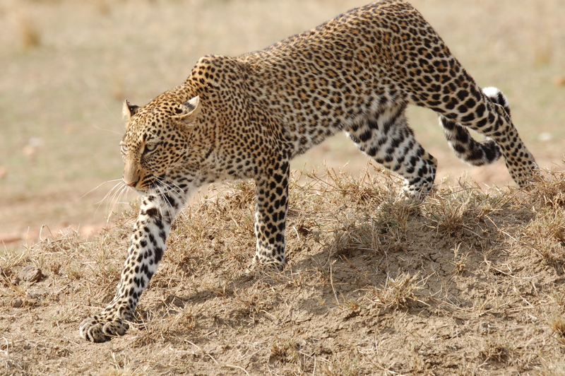 Illustration for article titled Out of Africa. More Leopards.